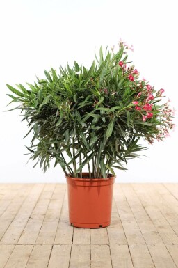 Oleander Nerium Oleander Struik Rood/Wit/Rose 100-120 Pot Nerium Oleander struik 100-120 cm