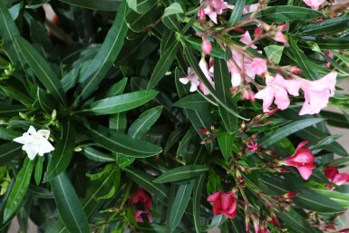 Oleander Nerium Oleander Struik Rood/Wit/Rose 100-120 Pot Nerium Oleander struik 100-120 cm