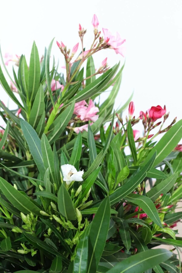 Oleander Nerium Oleander Struik Rood/Wit/Rose 100-120 Pot Nerium Oleander struik 100-120 cm