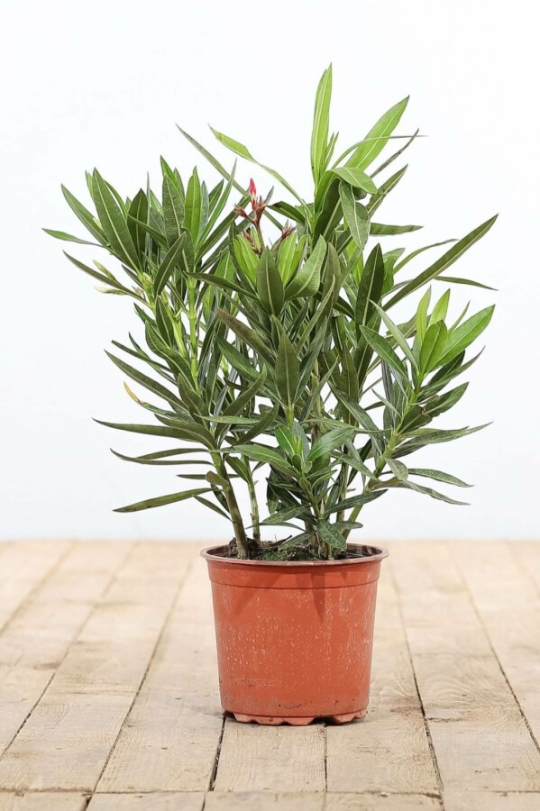 Nerium Oleander struik Nerium Oleander struik