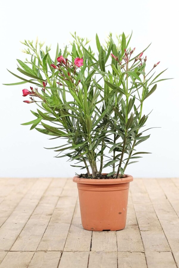 Nerium Oleander struik Nerium Oleander struik