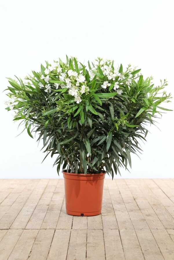 Nerium Oleander struik Nerium Oleander struik