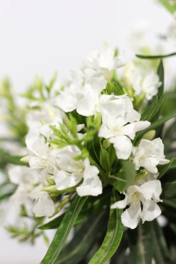 Nerium Oleander struik 100-120 cm