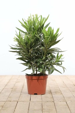 Oleander Nerium Oleander Struik Wit 50-60 Pot Nerium Oleander struik 50-60 cm