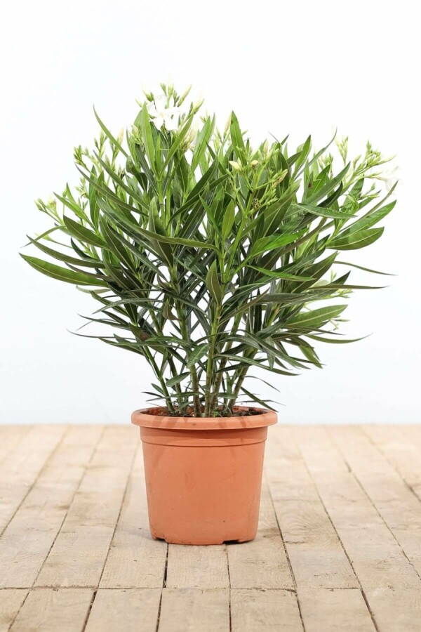 Nerium Oleander struik Nerium Oleander struik