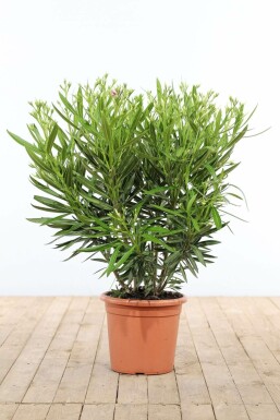 Oleander Nerium Oleander Struik Wit 80-100 Pot