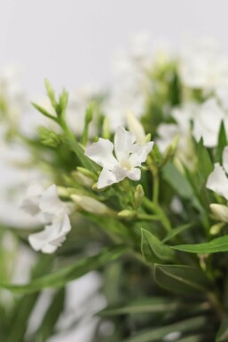 Nerium Oleander struik 80-100 cm