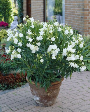 Nerium Oleander struik 80-100 cm