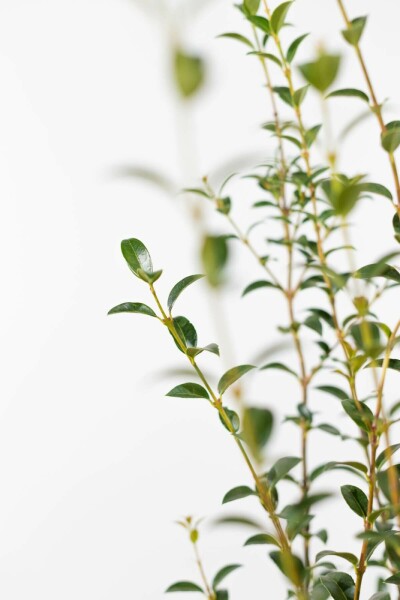 Schijnhulst / Osmanthus Burkwoodii 30-40 cm