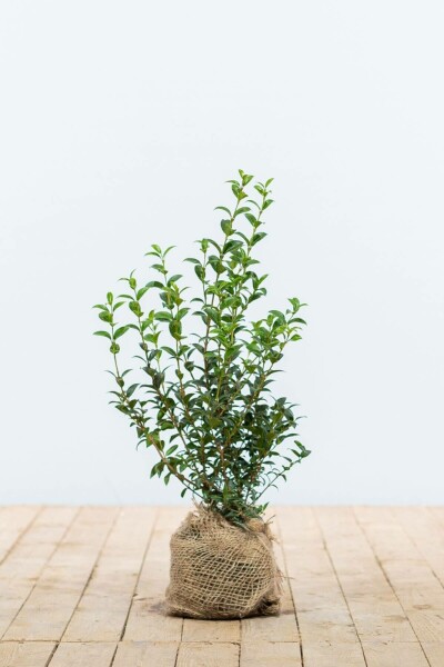 Schijnhulst / Osmanthus Burkwoodii 40-60 cm