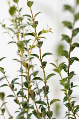 Schijnhulst / Osmanthus Burkwoodii 80-100 cm