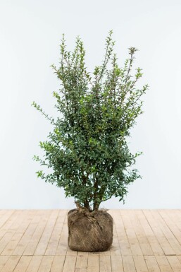 Schijnhulst Osmanthus burkwoodii Haag 100-125 Kluit