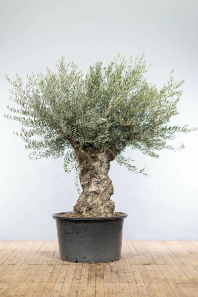 Olijfboom / Olea Europaea bonsai
