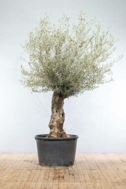 Olijfboom Olea Europea Bonsai Stamomtrek 60-80 Hoogte 175-200 Pot Olijfboom / Olea Europaea bonsai 175-200 cm