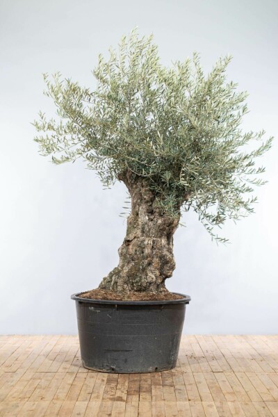 Olijfboom / Olea Europaea bonsai 200-225 cm