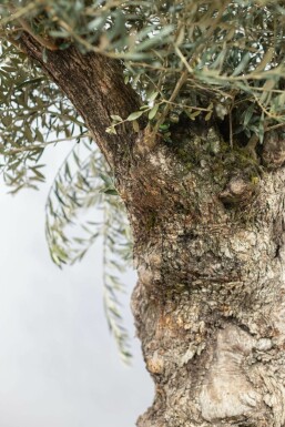Olijfboom / Olea Europaea bonsai 200-225 cm