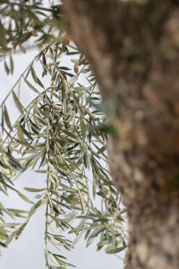 Olijfboom / Olea Europaea bonsai 200-225 cm