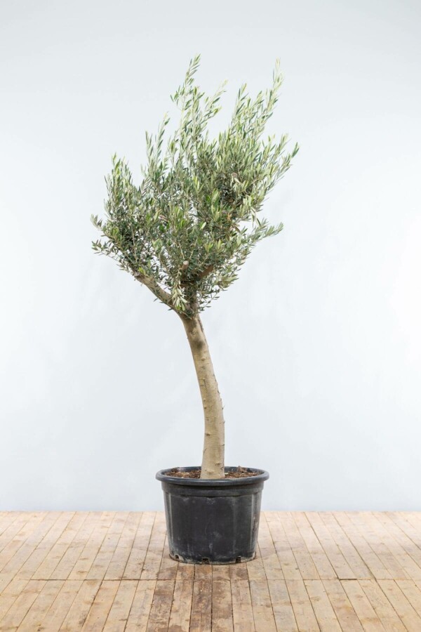 Olijfboom Olea Europaea 180-200 cm 45 liter pot stamomtrek 30 cm Olijfboom Olea Europaea 180-200 cm 45 liter pot stamomtrek 30 cm