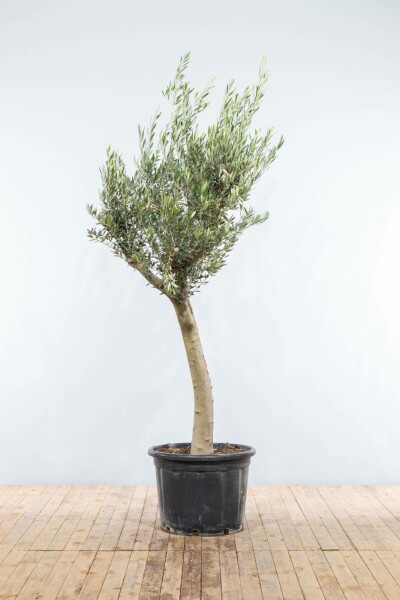 Olijfboom / Olea Europaea knorrig vertakt 175-200 cm