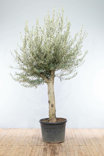 Olijfboom / Olea Europaea knorrig vertakt 200-225 cm