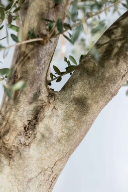 Olijfboom / Olea Europaea knorrig vertakt 200-225 cm