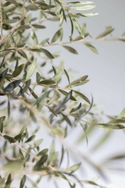 Olijfboom / Olea Europaea knorrig vertakt 200-225 cm