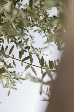Olijfboom / Olea Europaea knorrig vertakt 200-225 cm