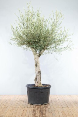 Olijfboom Olea Europea Knorrig Stamomtrek 50-60 Hoogte 200-225 Pot