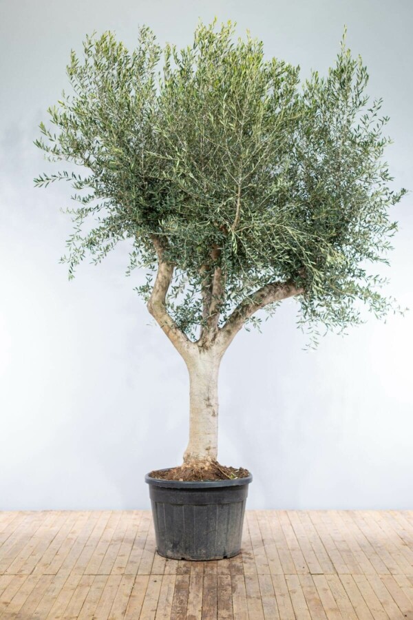 Olijfboom / Olea Europaea knorrig vertakt Olijfboom / Olea Europaea knorrig vertakt