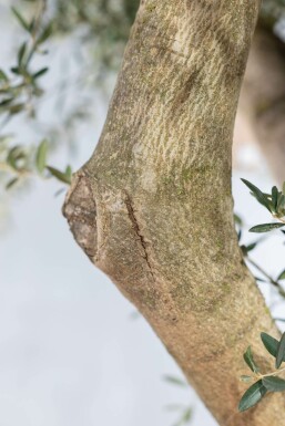 Olijfboom Olea Europea Knorrig Stamomtrek 60-70 Hoogte 200-225 Pot Olijfboom / Olea Europaea knorrig vertakt 200-225 cm