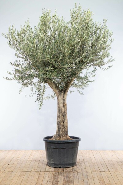 Olijfboom / Olea Europaea knorrig vertakt Old Skin 175-200 cm
