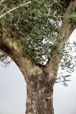 Olijfboom / Olea Europaea knorrig vertakt Old Skin 175-200 cm