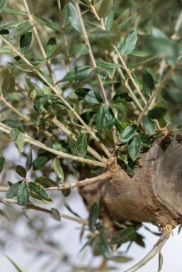 Olijfboom / Olea Europaea knorrig vertakt Old Skin 175-200 cm