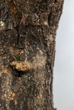 Olijfboom / Olea Europaea knorrig vertakt Old Skin 175-200 cm