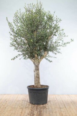 Olijfboom / Olea Europaea knorrig vertakt Old Skin