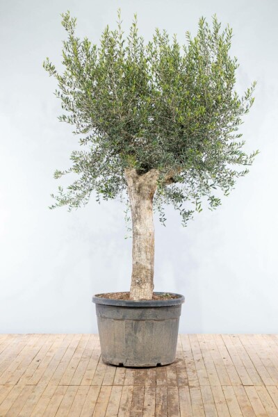 Olijfboom / Olea Europaea knorrig vertakt Old Skin 200-225 cm