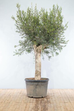 Olijfboom Olea Europea Knorrig Oldskin Stamomtrek 50-60 Hoogte 200-225 Pot