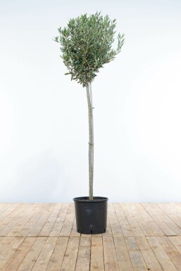 Olijfboom Olea Europea Ministam 120-140 Pot Olijfboom / Olea Europaea ministam 120-140 cm