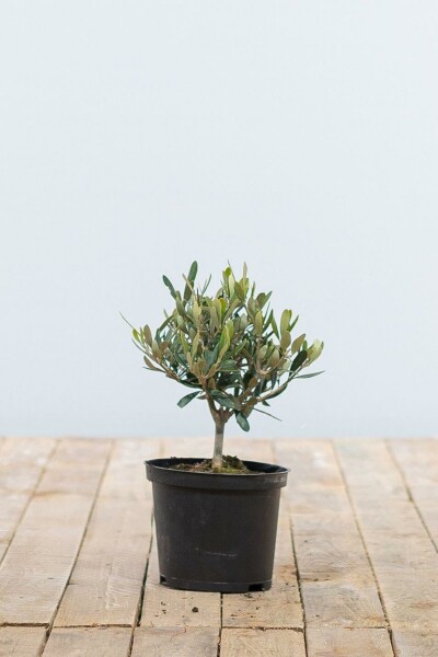 Olijfboom / Olea Europaea ministam 20-30 cm