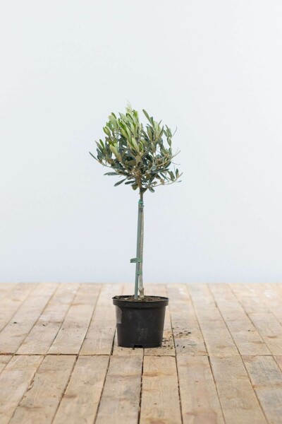 Olijfboom / Olea Europaea ministam 40-60 cm