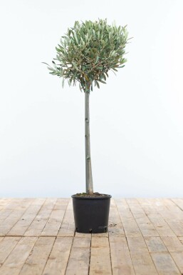 Olijfboom Olea Europea Ministam 80-100 Pot Olijfboom / Olea Europaea ministam 80-100 cm