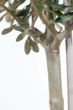 Olijfboom / Olea Europaea ministam 80-100 cm