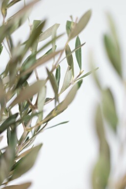 Olijfboom Olea Europea Ministam 80-100 Pot Olijfboom / Olea Europaea ministam 80-100 cm