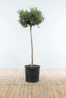 Olijfboom Olea Europea Op stam 10-15 150-175 Pot Olijfboom / Olea Europaea op stam 150-175 cm