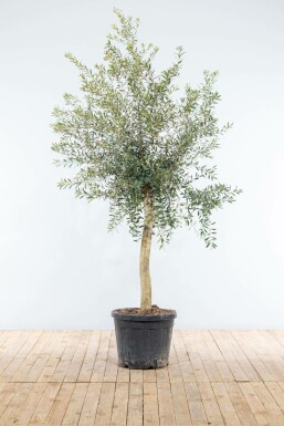 Olijfboom / Olea Europaea op stam