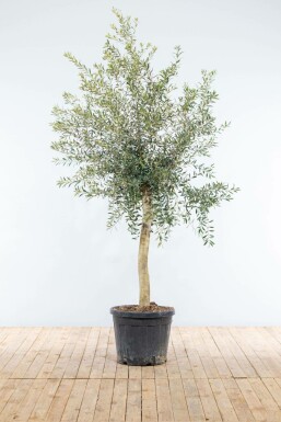 Olijfboom Olea Europea Op stam 15-20 150-175 Pot Olijfboom / Olea Europaea op stam 150-175 cm