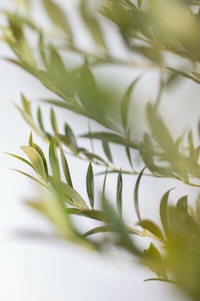 Olijfboom Olea Europea Op stam 15-20 150-175 Pot