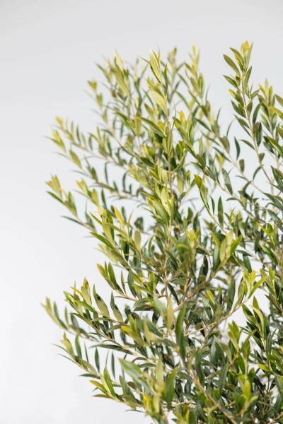 Olijfboom Olea Europea Op stam 15-20 150-175 Pot