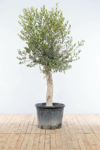 Olijfboom Olea Europea Op stam 30-40 175-200 Pot Olijfboom / Olea Europaea op stam 175-200 cm