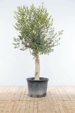 Olijfboom / Olea Europaea op stam